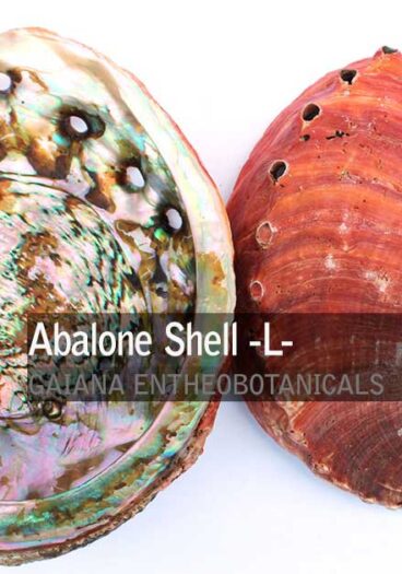 Red-Abalone-Shell-L