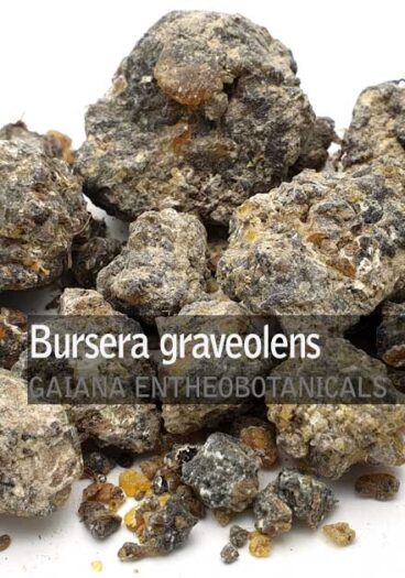 Bursera graveolens - Palo Santo Resin