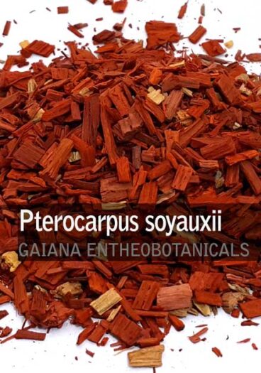 Pterocarpus soyauxii Taub -Redwood-