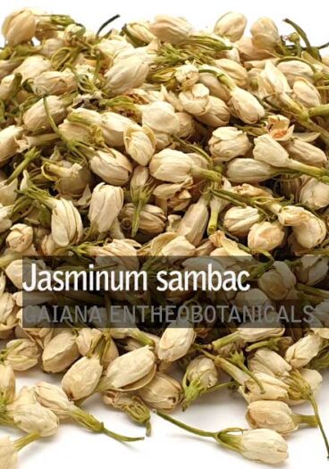 Jasminum-sambac-Jasmine-Flowers