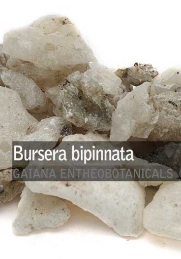 Bursera-bipinnata-Copal-Blanco