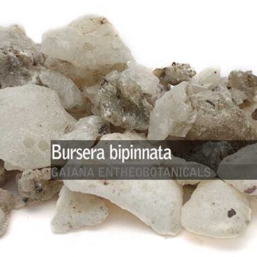 Bursera-bipinnata-Copal-Blanco