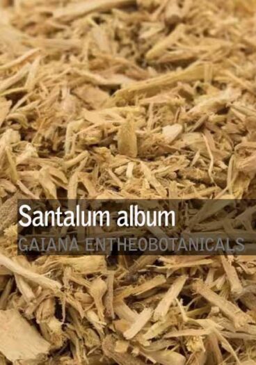 Santalum album -Sandalwood-