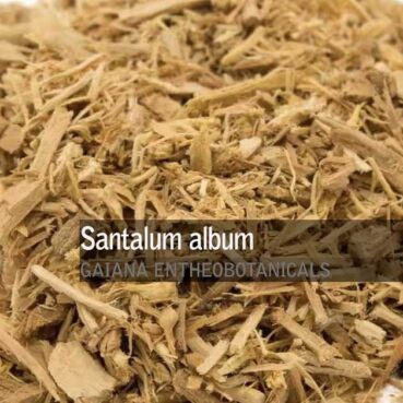 Santalum album -Sandalwood-