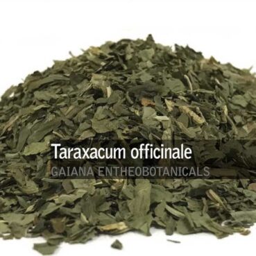 Taraxacum-officinale-Dandelion-Leaves