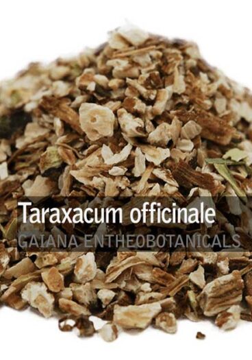 Taraxacum officinale -Dandelion Root