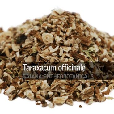 Taraxacum officinale -Dandelion Root