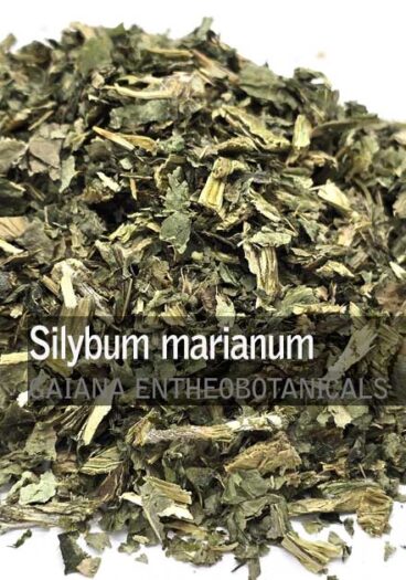 Silybum-marianum-Milk-Thistle