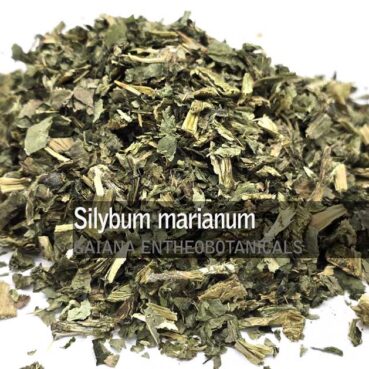 Silybum-marianum-Milk-Thistle