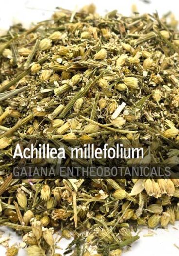 Achillea-millefolium-Yarrow-Herb