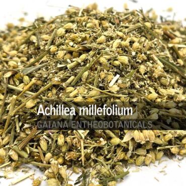 Achillea-millefolium-Yarrow-Herb