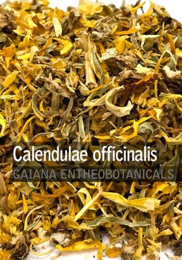 Calendulae-officinalis-Marygold-flower