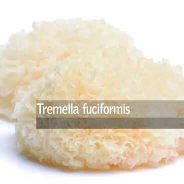 Tremella fuciformis - snow fungus