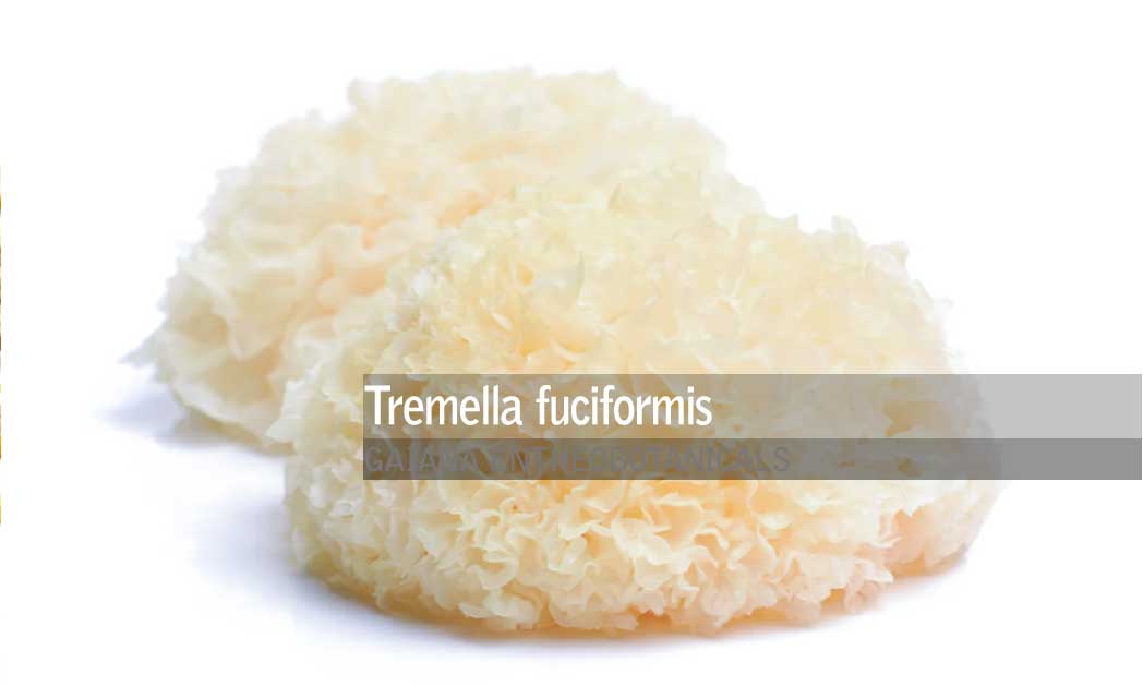 Tremella_fuciformis_Powder Tremella fuciformis - snow fungus
